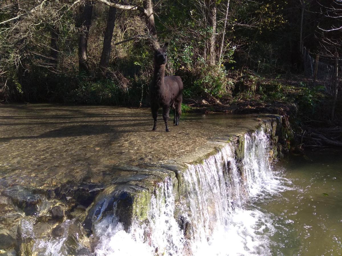 Chambre Cevennes: Piscine, Lamas, Riviere Cros  Exterior photo
